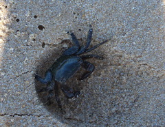 Pachygrapsus marmoratus