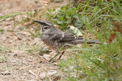 Mimus longicaudatus