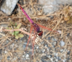 Trithemis annulata