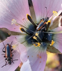 Neoeutrapela