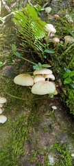 Oudemansiella