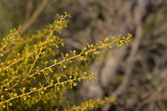 Acacia spathulifolia