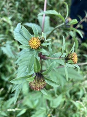 Bidens tripartita
