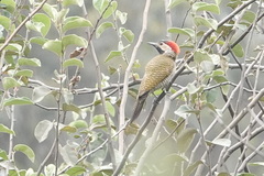 Colaptes atricollis