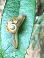 Gastropoda