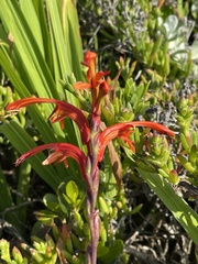 Chasmanthe aethiopica