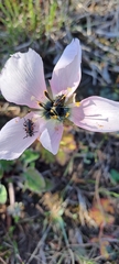 Neoeutrapela