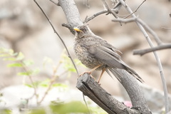 Turdus chiguanco