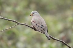 Columbina cruziana