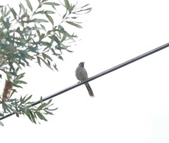 Anthochaera chrysoptera