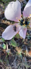 Neoeutrapela