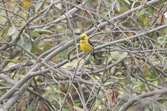 Pheucticus chrysogaster