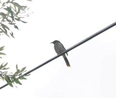 Anthochaera chrysoptera