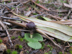 Corybas diemenicus