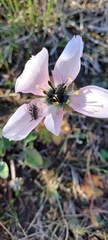 Neoeutrapela