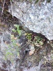Asplenium adiantum-nigrum