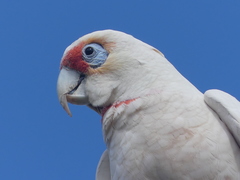 Cacatua tenuirostris