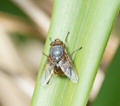 Calliphora hilli
