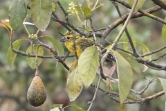 Pheucticus chrysogaster