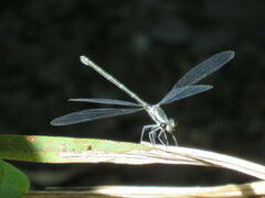 Austroargiolestes icteromelas