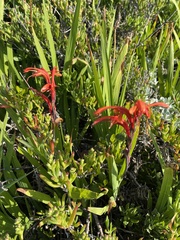 Chasmanthe aethiopica