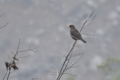 Turdus chiguanco