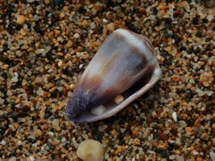 Conus muriculatus