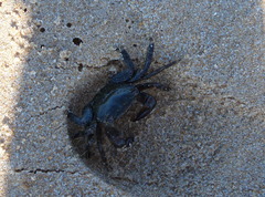 Pachygrapsus marmoratus