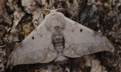 Mustilizans hepatica