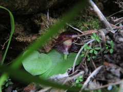 Corybas diemenicus