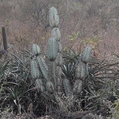 Armatocereus matucanensis