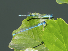 Erythromma lindenii