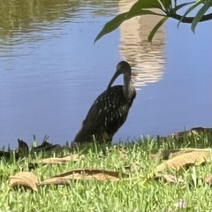 Aramus guarauna