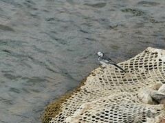 Motacilla alba yarrellii