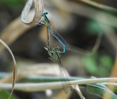Platycnemis pennipes