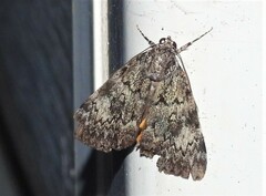 Catocala lineella
