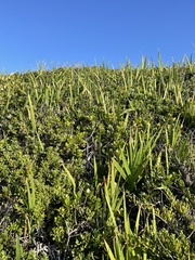 Chasmanthe aethiopica