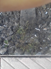 Lepidium ruderale