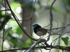 Malurus lamberti