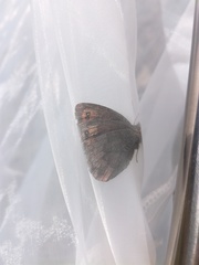 Erebia pronoe