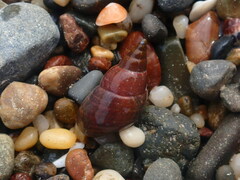 Phasianotrochus eximius