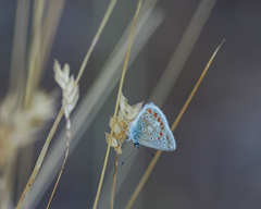 Polyommatus thersites