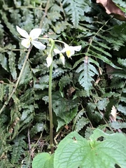 Cincinnobotrys speciosus