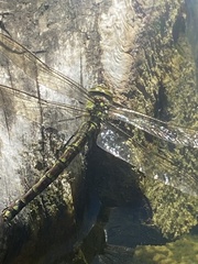 Ophiogomphus cecilia