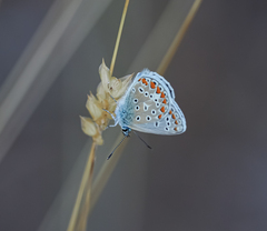 Polyommatus thersites