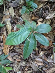 Dilleniaceae