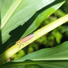 Bothrogonia sclerotica