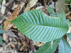Dilleniaceae