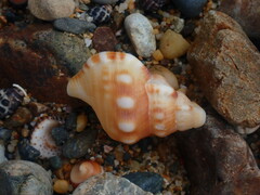 Ranella australasia