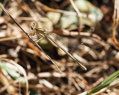 Platycnemis